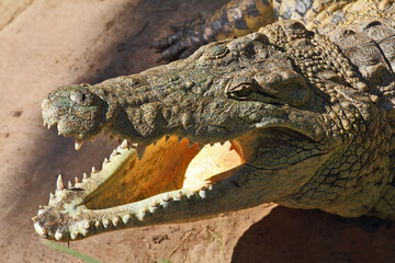 Happy crocodile
