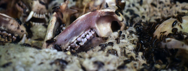 John is being cleaned for educational purposes