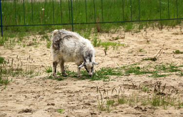  small white fluffy kid grazes on sandy soil with small patches of fresh grass.  small white goat with long fluffy hair eats juicy green grass.