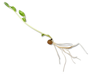 豆苗/さやえんどうの苗/背景は透明