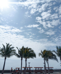 palm trees on the beach