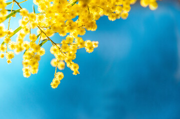 Blossoming of Australian wattle tree (Acacia pycnantha, golden wattle) close up in spring, bright yellow flowers against blue background. 