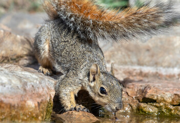 Fox Squirrel drinking