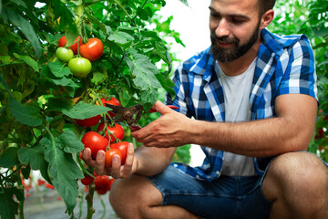 Organic food farm. Farmer picking fresh ripe tomato vegetables for the market sale. Healthy food production.