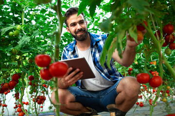 Farmer with tablet computer checking quality and freshness of tomato vegetables in organic food...