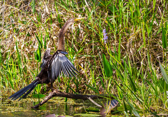 Anhinga