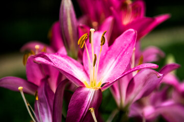 Beautiful color Lilium longiflorum flower in spring season at botanical garden, close up.