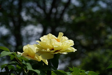 Light Yellow Flower of Peony in Full Bloom


