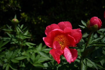 Light Red Flower of Peony in Full Bloom

