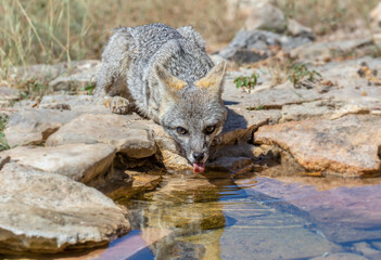 Gray Fox drinking