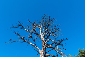 Obraz premium Old dead pine tree