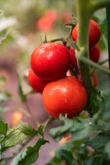 Growth ripe tomato in greenhouse