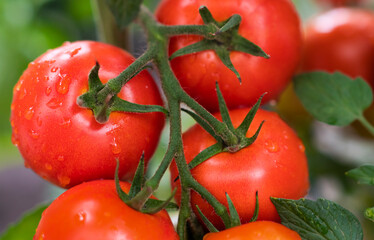 Growth ripe tomato in greenhouse