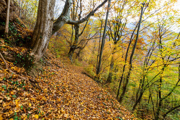 Obraz premium Beautiful autumn scenery and colorful foliage in the forest, in the Alps