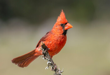 Northern Cardinal