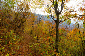 Beautiful autumn scenery and colorful foliage in the forest, in the Alps