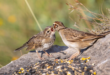 Lark Sparrow feeding its young