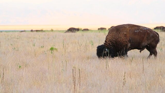 One male bison view grazing on grass eating plants on Antelope Island State Park near Great Salt Lake City in Utah, USA looking at camera
