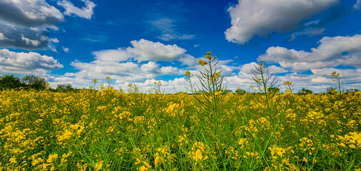 Fototapeta na wymiar Canola fields in a remote rural area, on a bright spring day