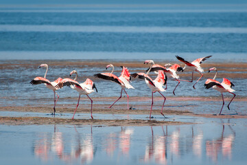 Flock of pink flamingos runing on the blue salt lake near izmir bird paradise - Izmir, Turkey