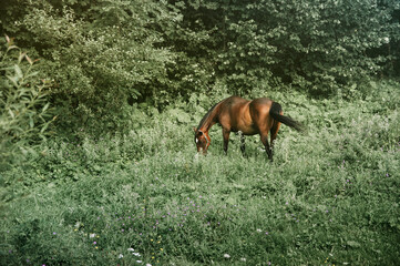 Brązowy koń wypasający się na zielonej trawie wśród drzew