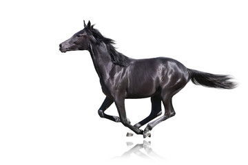 Naklejka na ściany i meble Black Horse run gallop isolated on white background