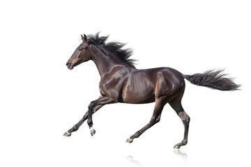 Naklejka na ściany i meble Bay Horse run gallop isolated on white background