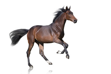 Naklejka na ściany i meble Bay Horse run gallop isolated on white background