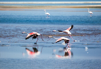 Naklejka na ściany i meble Flock of pink flamingos runing on the blue salt lake near izmir bird paradise - Izmir, Turkey