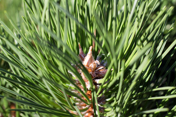Fototapeta na wymiar spruce needles
