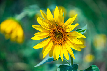 Blooming sunflowers in a field