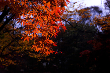Beautiful autumn leaves,Red and Yellow color in the garden.