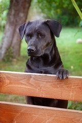 Hund schau über den Gartenzaun