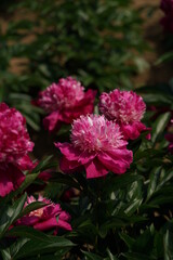 Double-petal, Light Pink Flower of Peony in Full Bloom

