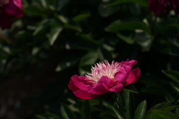Double-petal, Light Pink Flower of Peony in Full Bloom

