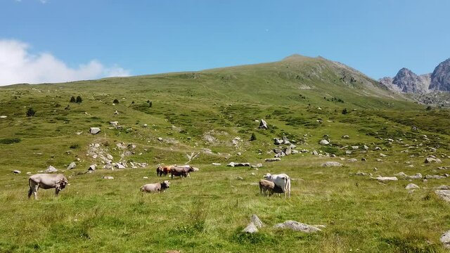 Pyr&eacute;n&eacute;es montagnes Andorre vert environnement Pas de la Casa vache elevage troupeau lait