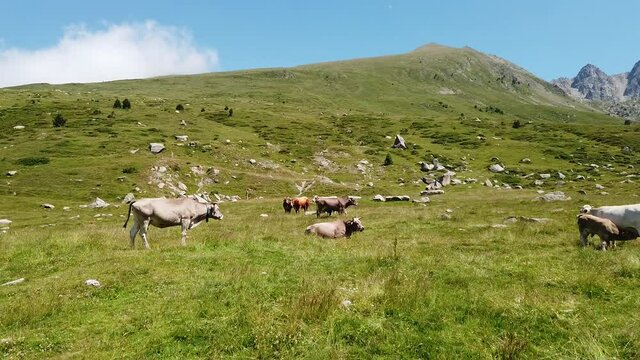 Pyr&eacute;n&eacute;es montagnes Andorre vert environnement Pas de la Casa vache elevage troupeau lait