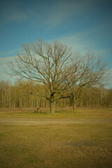 Fototapeta premium Two beautiful branched trees at the edge of the forest. Spring landscape. Vignette.