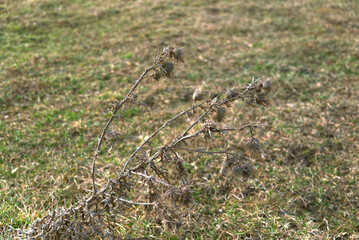 Wilted milk thistle close-up. Blur the background.