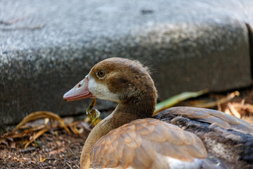 Young egyptian goose near to the water