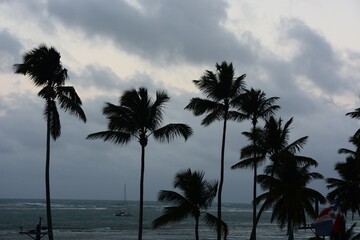 palm trees at sunset