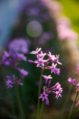 Pretty society garlic (Tulbaghia vialacea) blooming in the garden. 