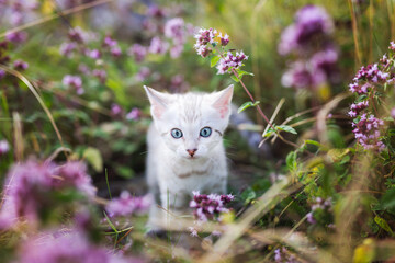 Naklejka na ściany i meble A cute white Snow Bengal kitten outdoors surrounded by purple flowers