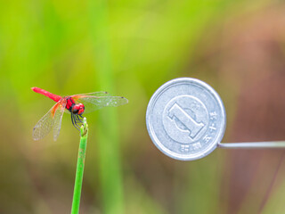 ハッチョウトンボ1円玉比較（横）