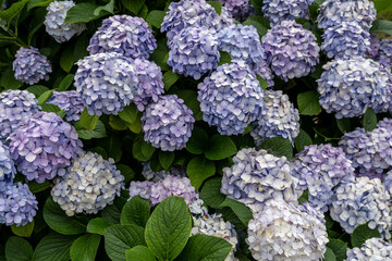 hydrangea flowers in geoje
