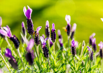 Close up of Lavender blooming in a field against greenery background. The aroma of plants attracts bees and butterflies.