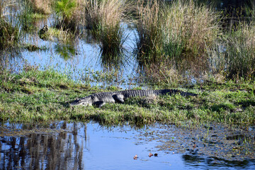 Alligator in Florida swamps