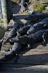 Obraz premium Alligators sunning on old Doc