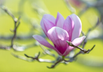 Close up of pink magnolia flower on bokeh background.