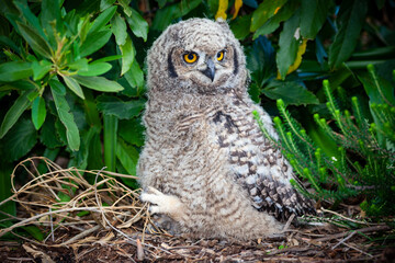 A Young Spotted Eagle Owl